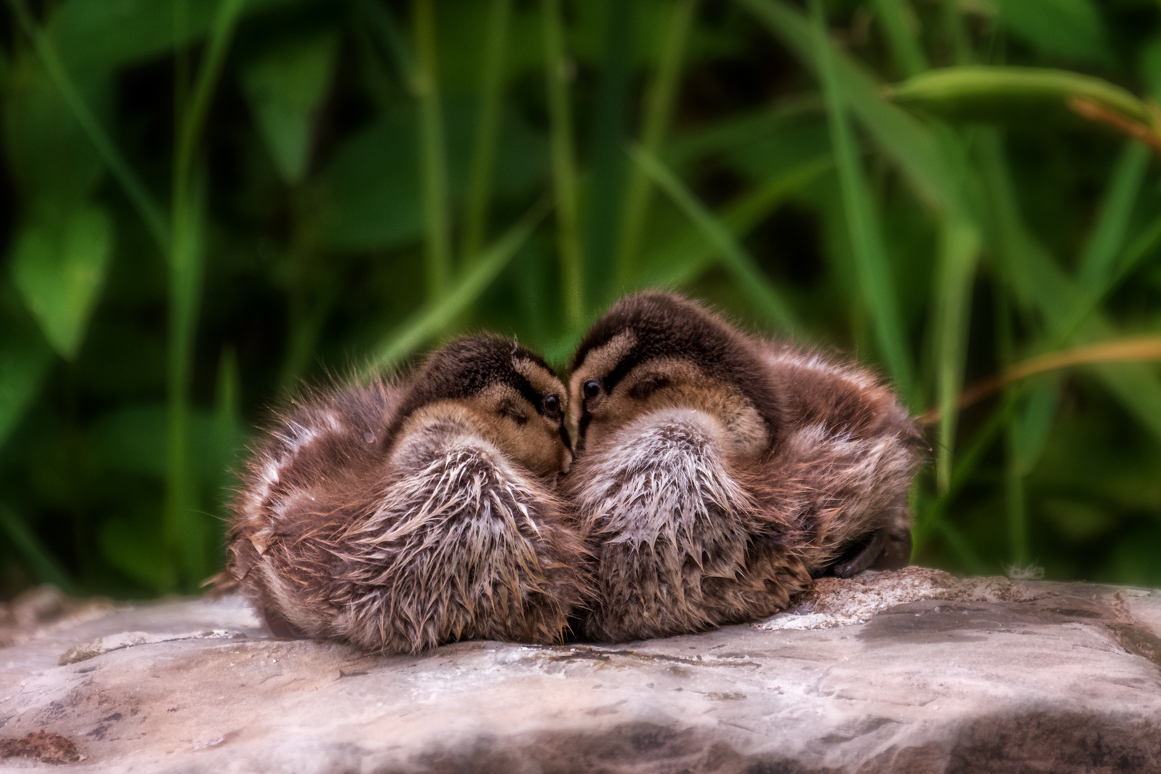 20180624 DK5 2198 Edit