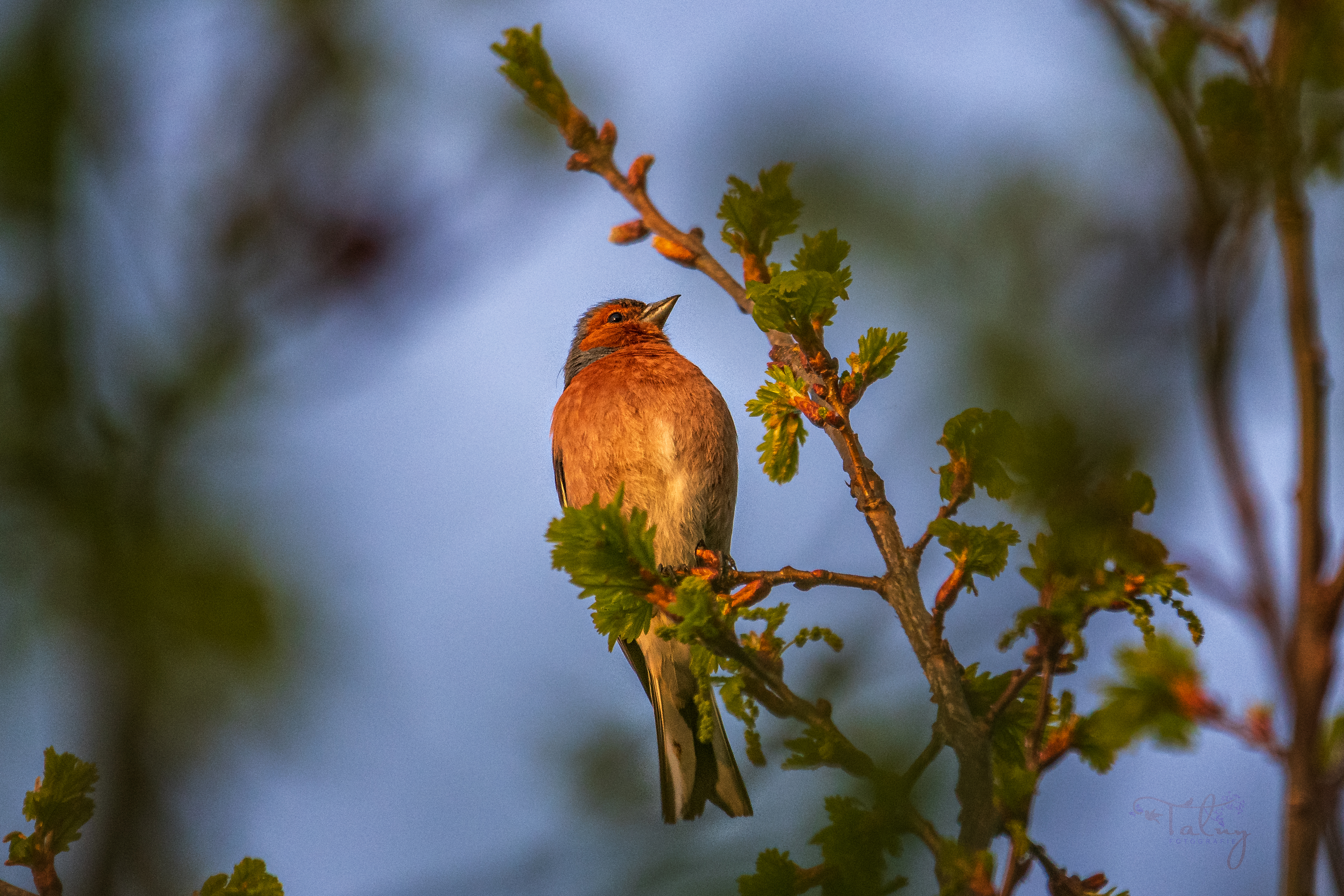 20200419 D85 7045 Edit