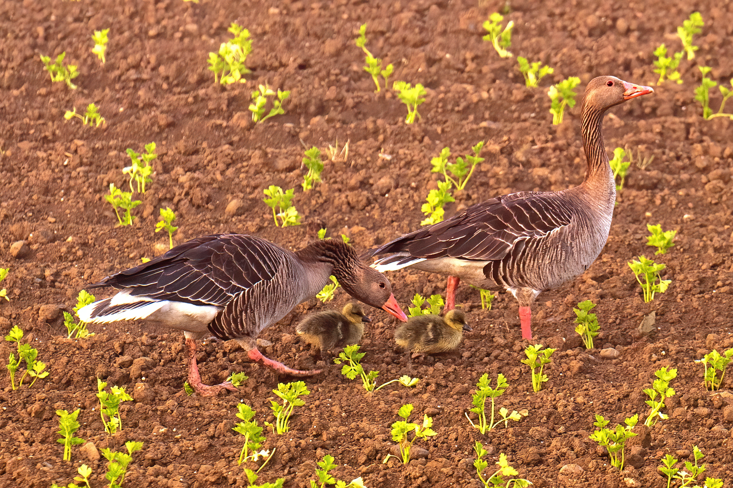 20200516 D85 7652 Edit