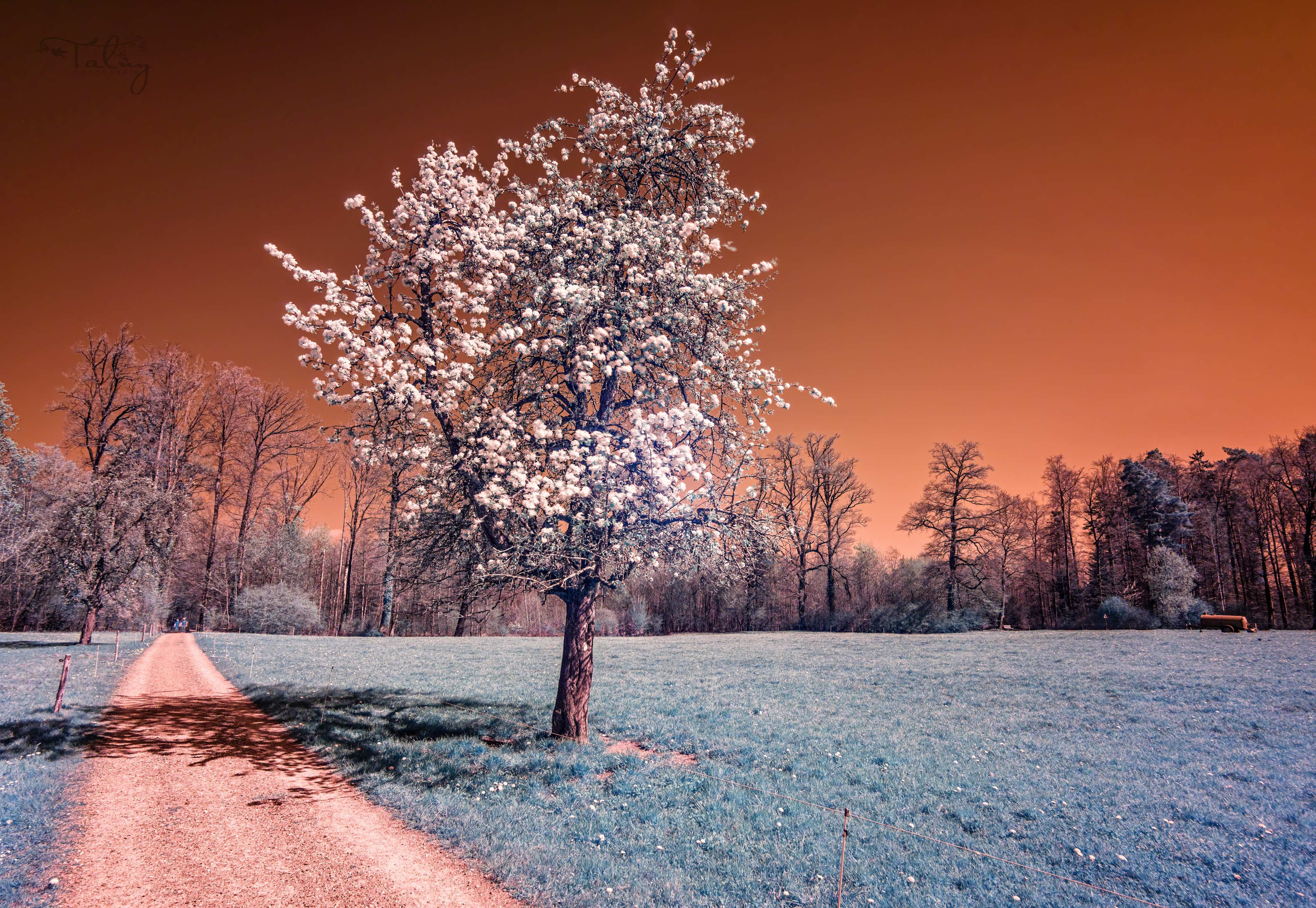 20200412 D85 6801 Edit