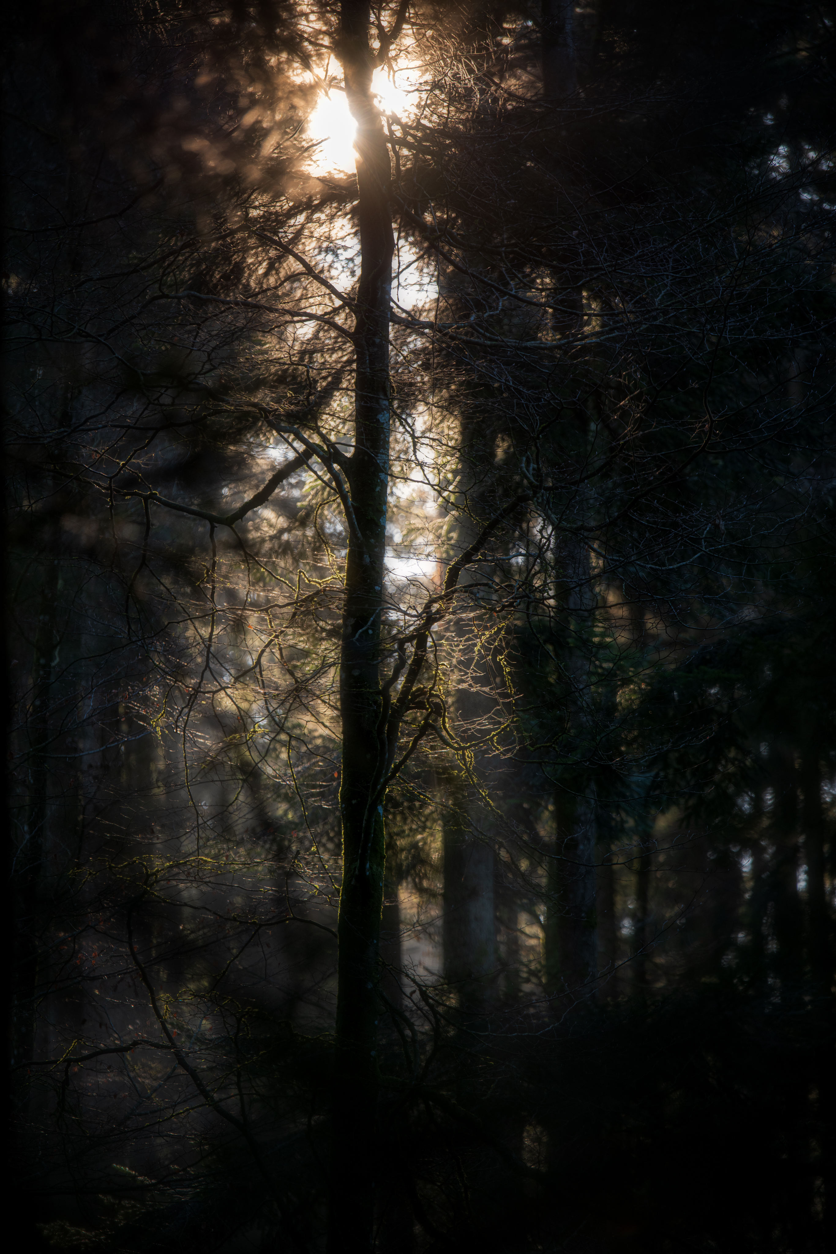 20200105 D85 5133 Edit