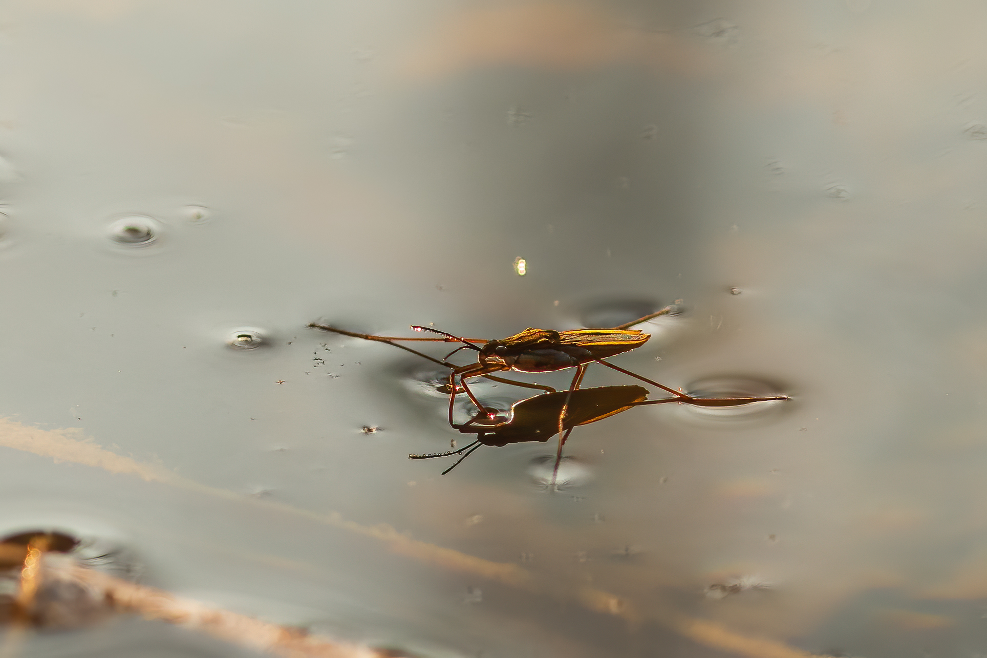 20200410 D85 6659 Edit