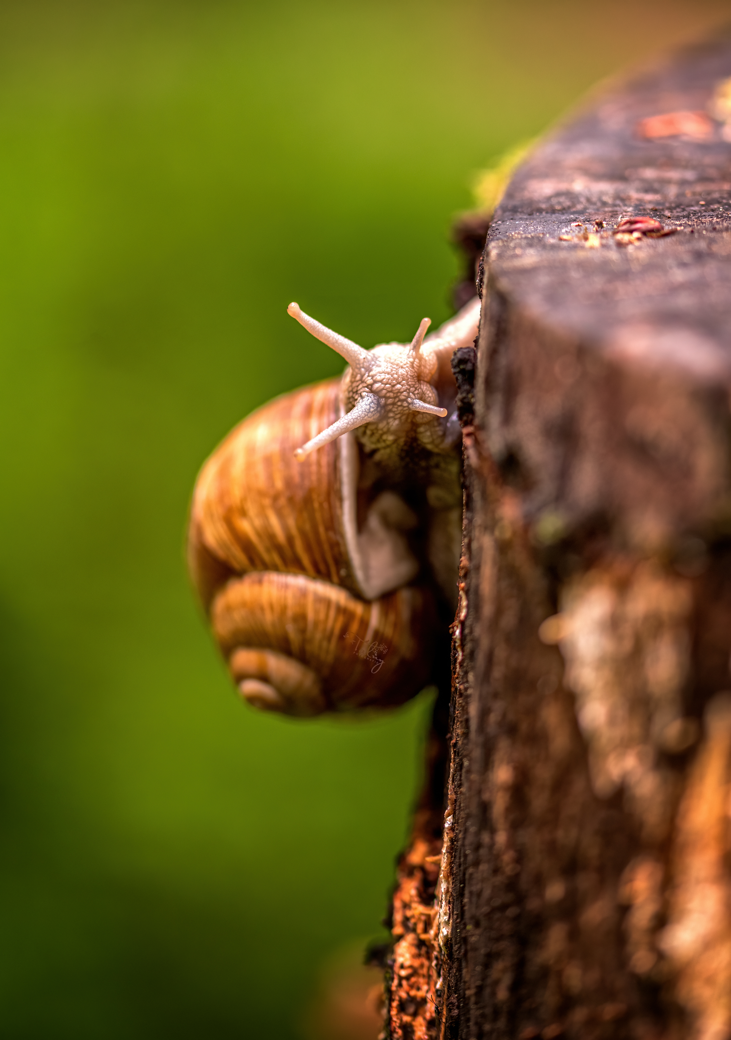 20200510 D85 7563 Edit