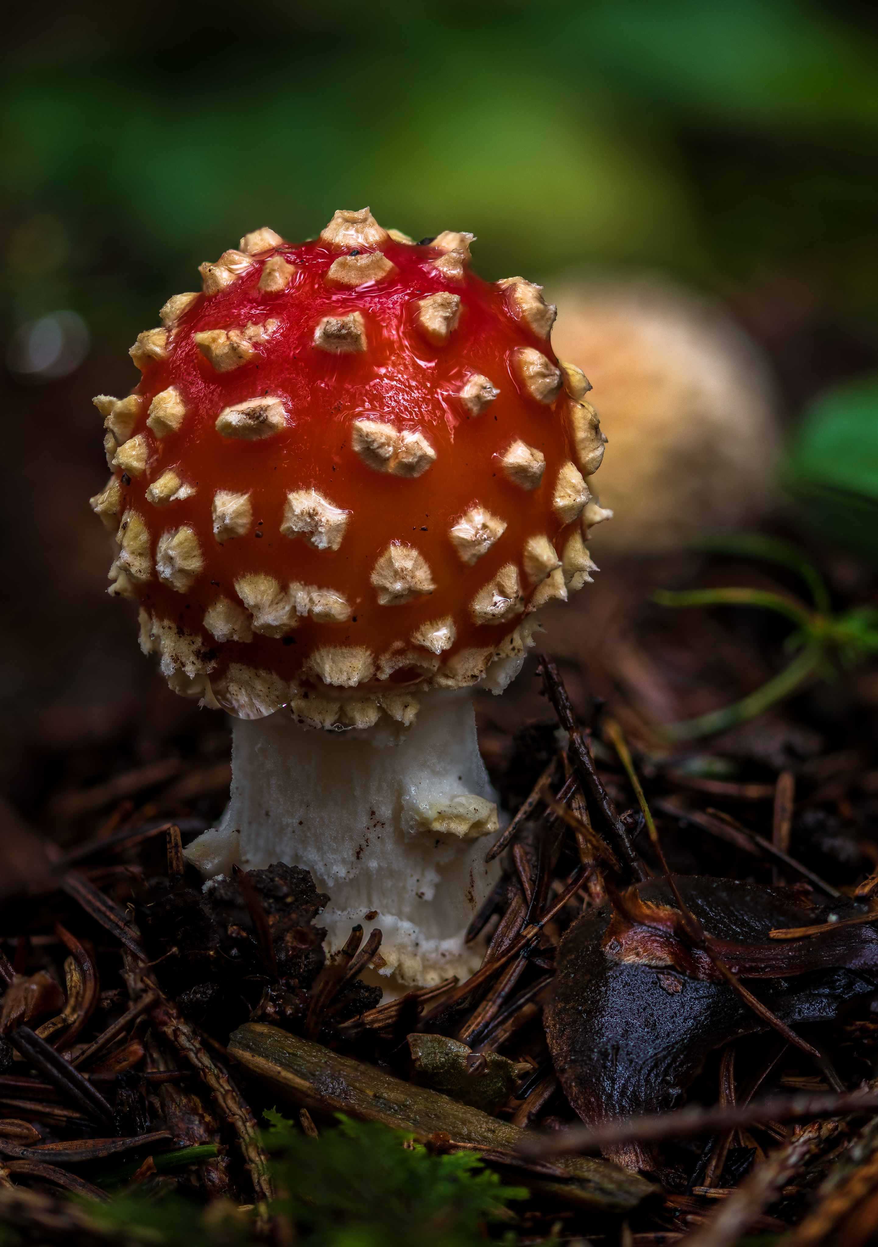 20191004 D85 4104 Edit