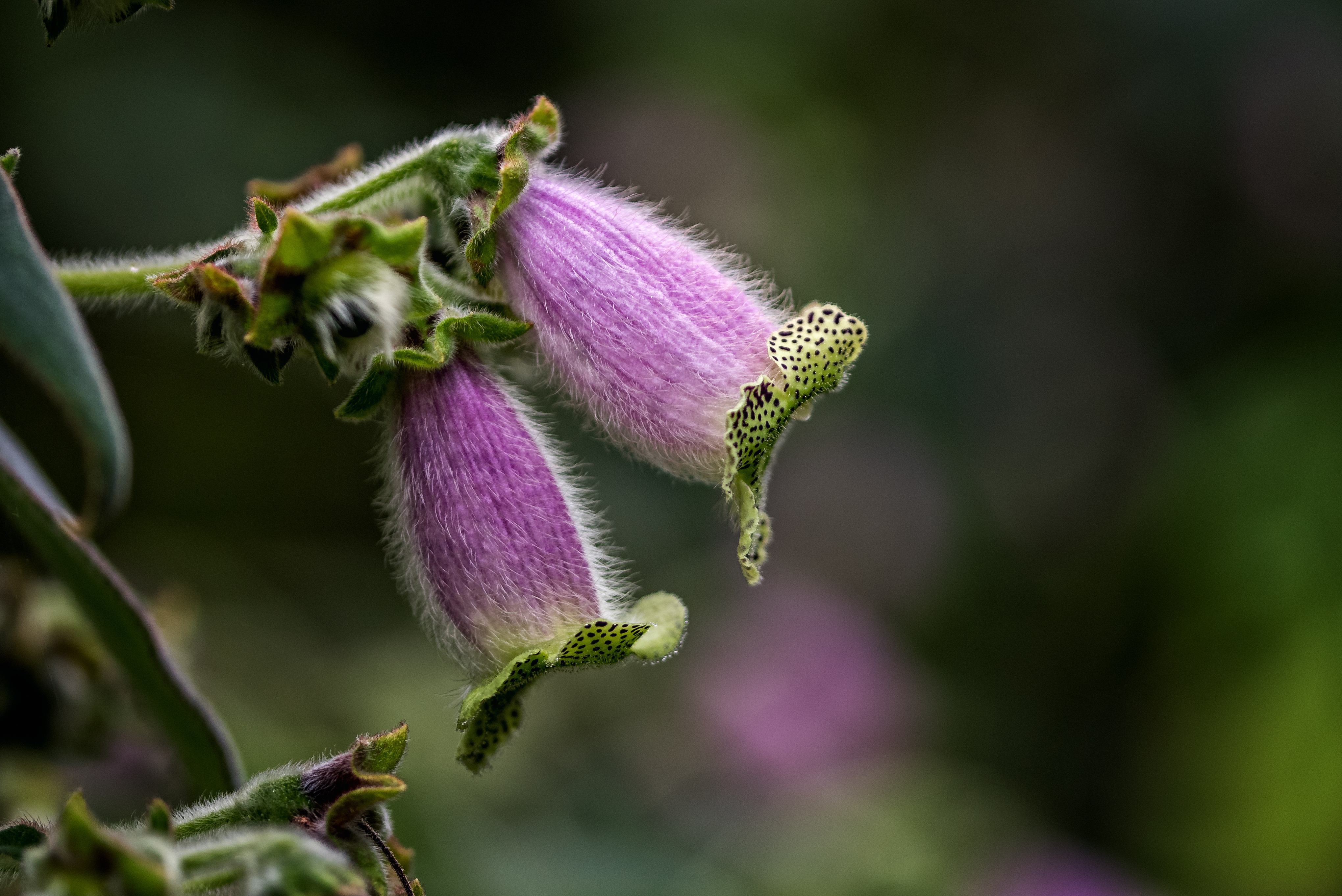 20170318 DK7 3990 Edit