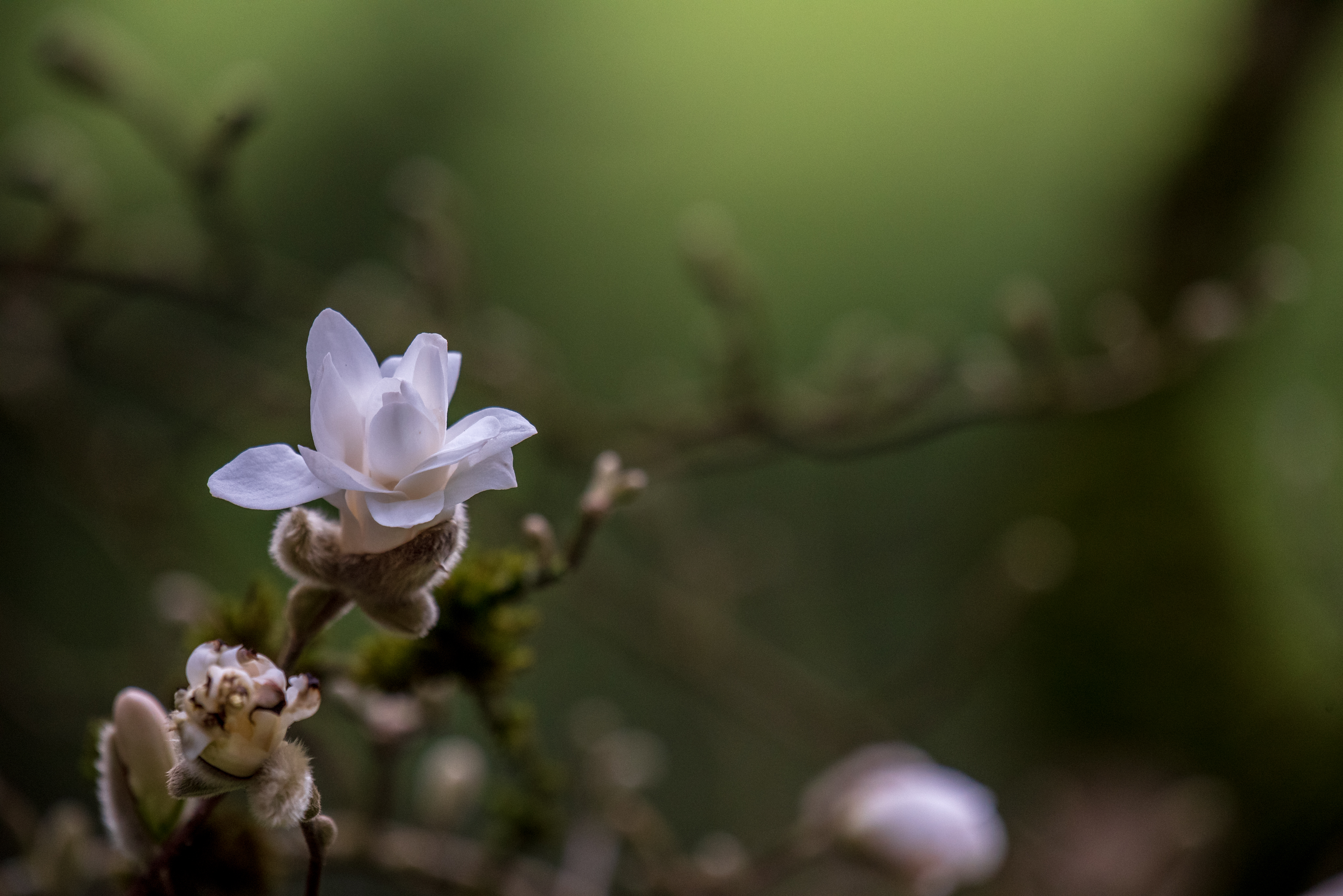 20190406 DK7 3965 Edit