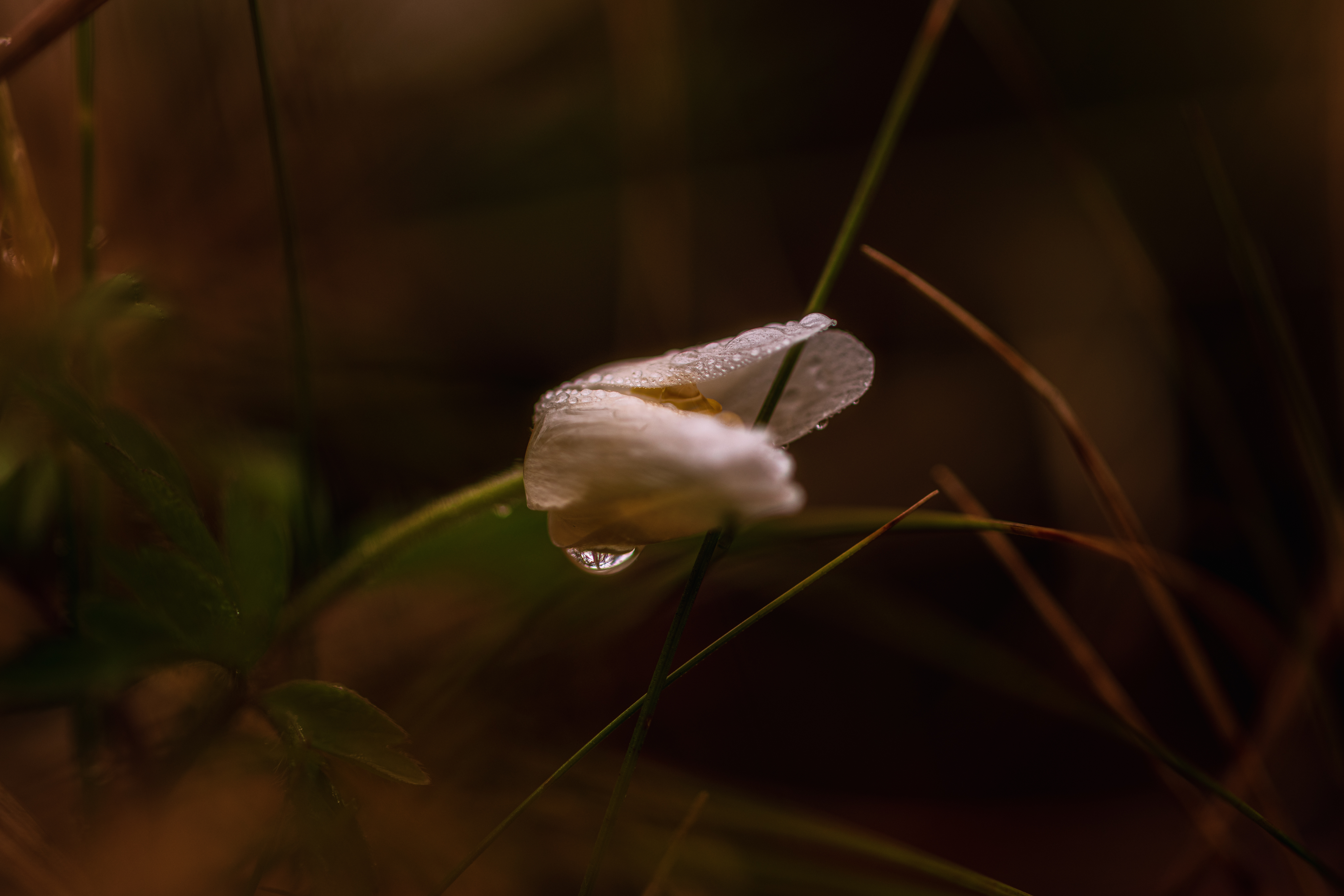 20200321 D85 6134 Edit