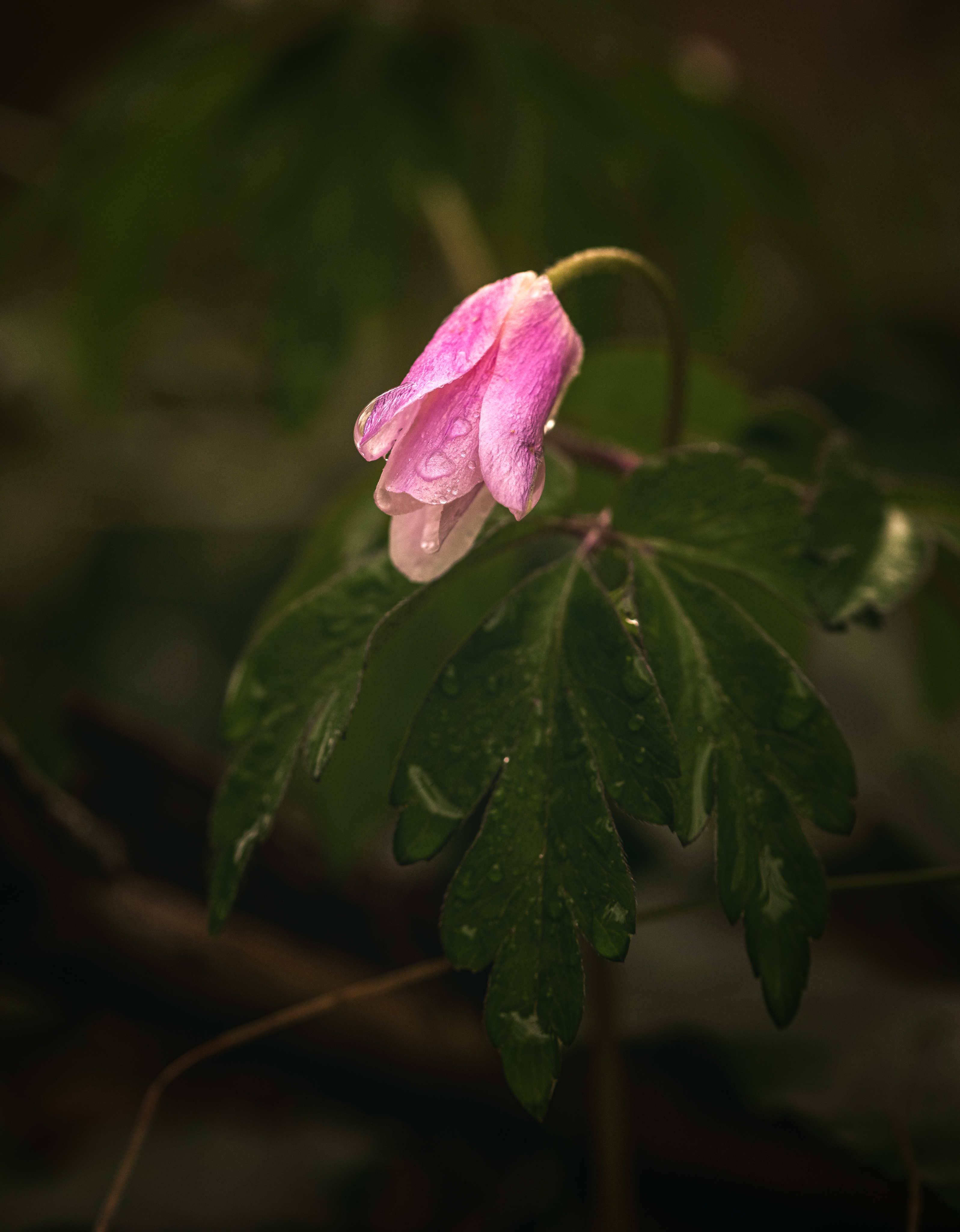 20200321 D85 6137 Edit